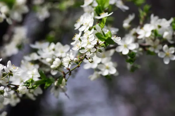 வசந மலர மலர — ஸ்டாக் புகைப்படம்