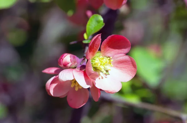 Blommande Kvitten Cydonia Oblonga Röda Vårblommor Blommande Kvitten Japansk Kvitten — Stockfoto