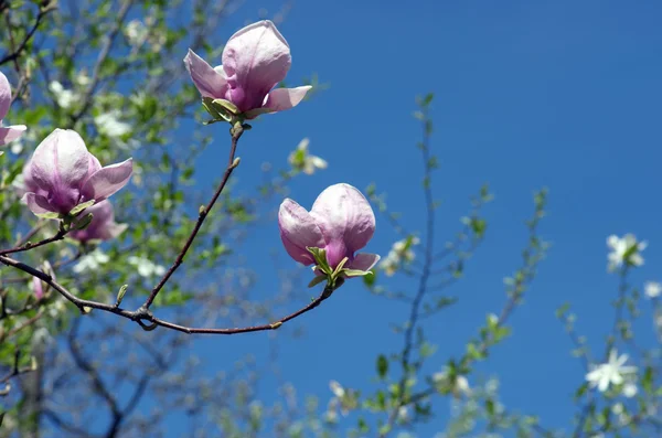 Blühen Der Magnolienblüten Frühling — Stockfoto