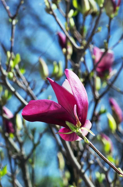 Blossoming Magnolia Flowers Spring Time — Stock Photo, Image