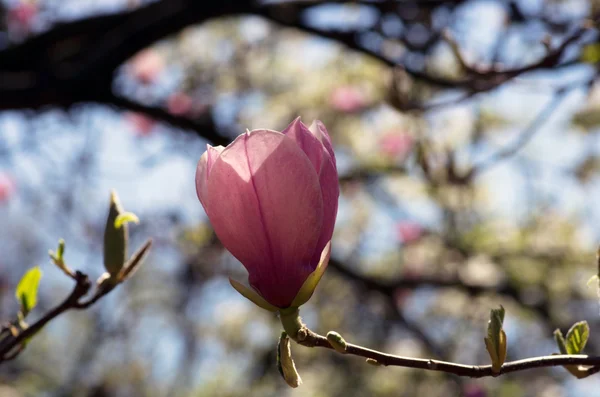 Blühen Der Magnolienblüten Frühling — Stockfoto