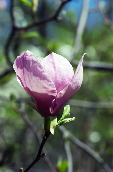 Blühen Der Magnolienblüten Frühling — Stockfoto