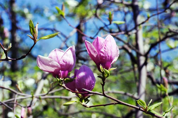 Van Magnolia Bloemen Bloeien Lente — Stockfoto