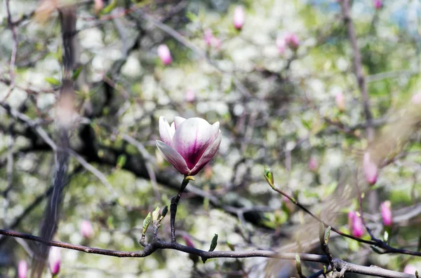 Tavasszal Virágzó Magnólia Virág — Stock Fotó