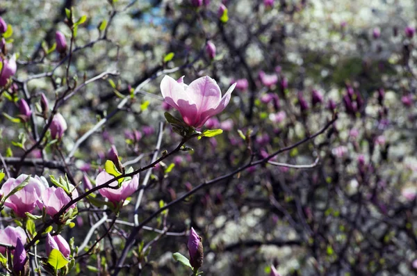 Van Magnolia Bloemen Bloeien Lente — Stockfoto
