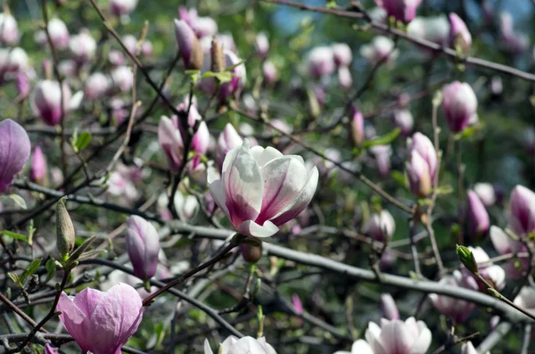 Blühen Der Magnolienblüten Frühling — Stockfoto