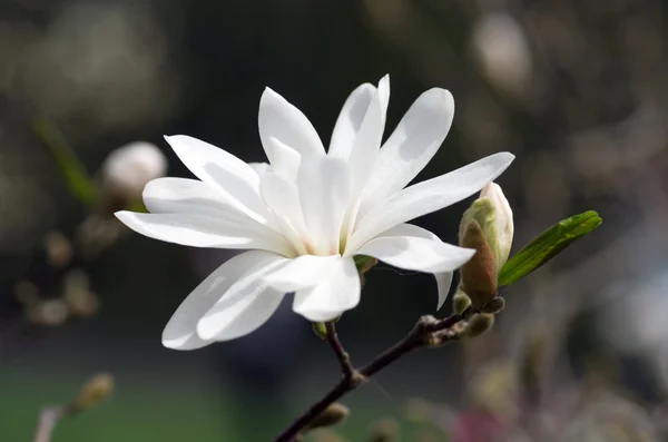 Biały Kwiat Magnolii Tle Nieba Zbliżenie — Zdjęcie stockowe
