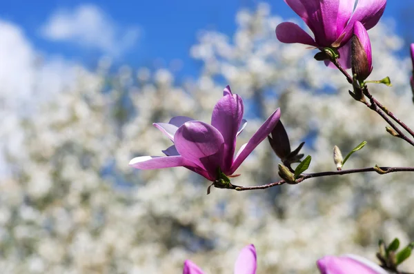 Blühen Der Magnolienblüten Frühling — Stockfoto