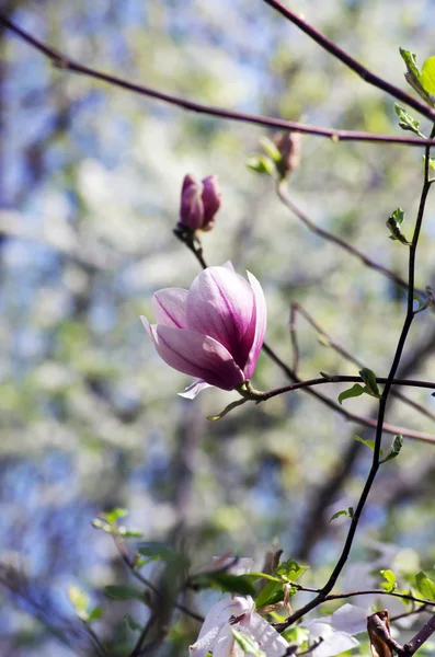 Schöne Blüten Eines Magnolienbaums — Stockfoto