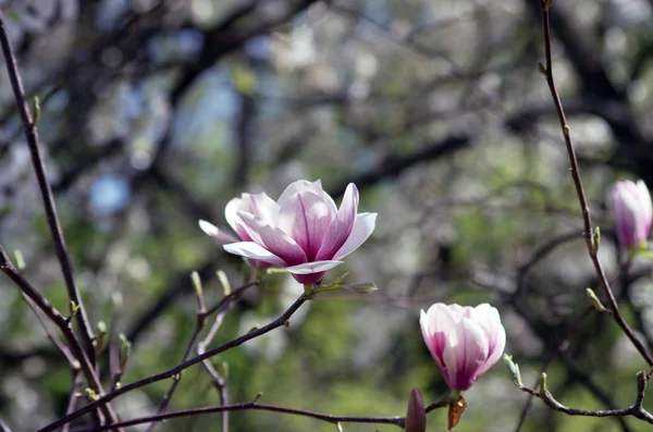Schöne Blüten Eines Magnolienbaums — Stockfoto