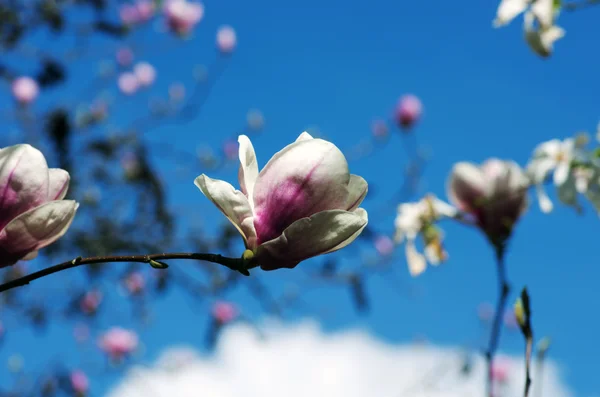 Schöne Blüten Eines Magnolienbaums — Stockfoto