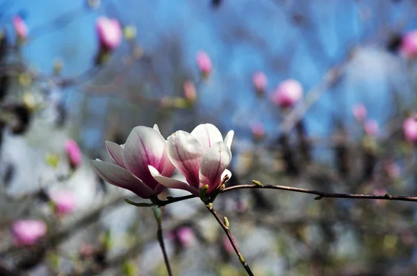 マグノリアの木の美しい花 — ストック写真