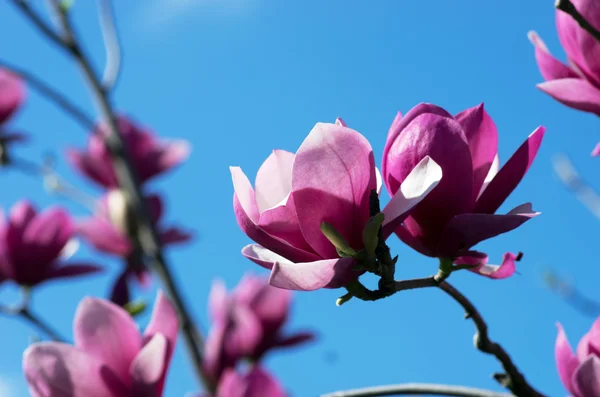 Schöne Blüten Eines Magnolienbaums — Stockfoto