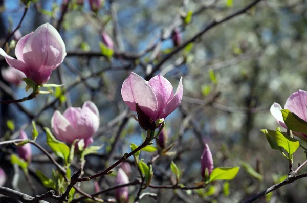 Piękne Kwiaty Drzewa Magnolii — Zdjęcie stockowe