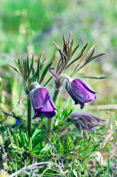 Doğada Gün Batımında Yetişen Paska Çiçeği Makro Bahar Çiçekli Arka — Stok fotoğraf