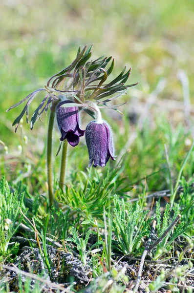 Doğada Gün Batımında Yetişen Paska Çiçeği Makro Bahar Çiçekli Arka — Stok fotoğraf