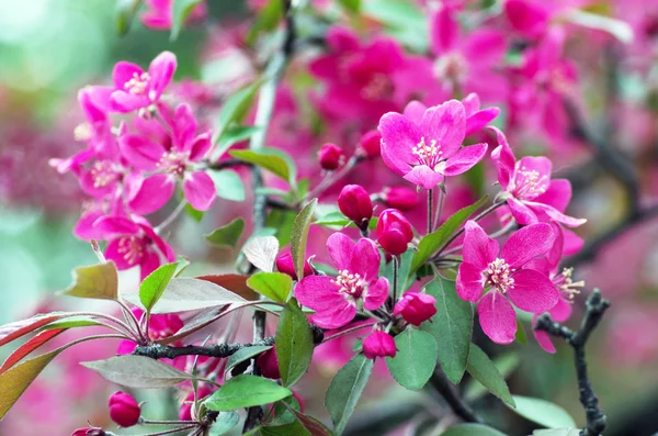  Baharda Güzel Çiçek. Doğal arka plan, yumuşak odak.