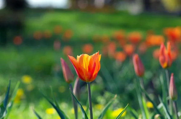 Jarní Pozadí Tulipány Nad Přirozené Pozadí — Stock fotografie