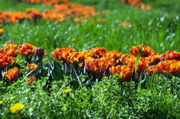 Jarní Pozadí Tulipány Nad Přirozené Pozadí — Stock fotografie