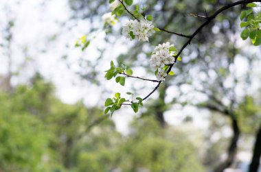  Baharda Güzel Çiçek. Doğal arka plan, yumuşak odak.