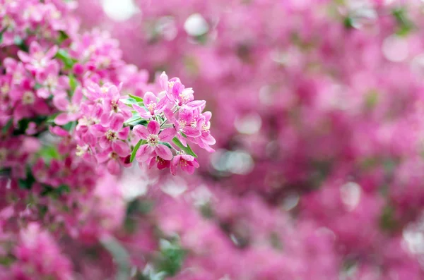 Schöne Blume Frühling Natürlicher Hintergrund Weicher Fokus — Stockfoto