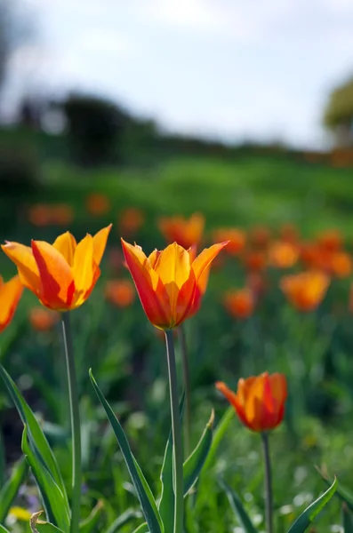 Весняний Фон Тюльпанами Природному Фоні — стокове фото