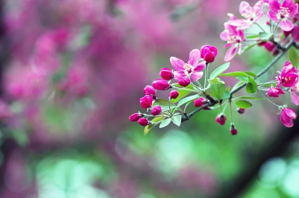 Schöne Blume Frühling Natürlicher Hintergrund Weicher Fokus — Stockfoto