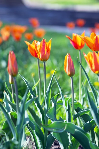 Jarní Pozadí Tulipány Nad Přirozené Pozadí — Stock fotografie