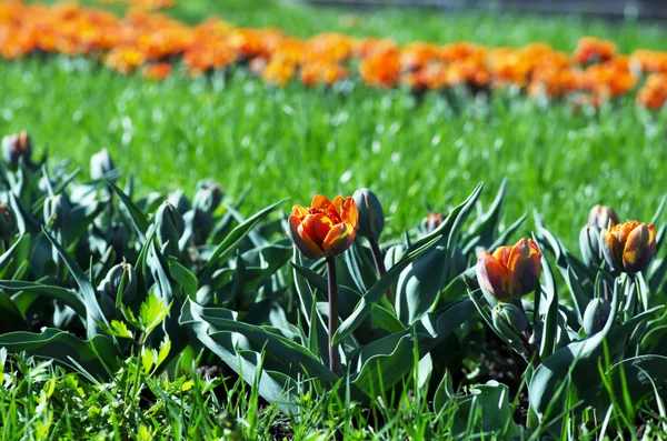 Frühling Hintergrund Mit Tulpen Über Natürlichen Hintergrund — Stockfoto