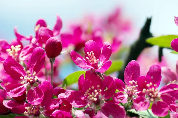 Beautiful Flower Spring Natural Background Soft Focus — Stock Photo, Image