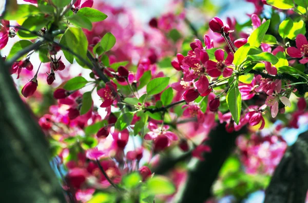 Schöne Blume Frühling Natürlicher Hintergrund Weicher Fokus — Stockfoto