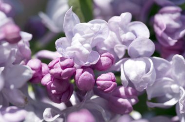 Eflatun çiçekler çiçek açmış. arka plan. Makro fotoğraf. 