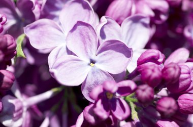 Eflatun çiçekler çiçek açmış. arka plan. Makro fotoğraf. 