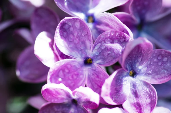 Flores Lilás Florescentes Fundo Abstrato Macro Foto — Fotografia de Stock