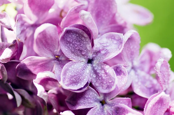 Flores Lila Florecientes Fondo Abstracto Macro Foto — Foto de Stock