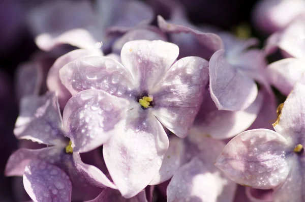 Blooming Lilac Flowers Abstract Background Macro Photo — Stock Photo, Image