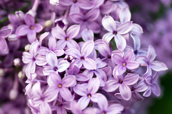 Flores Lilás Florescentes Fundo Abstrato Macro Foto — Fotografia de Stock