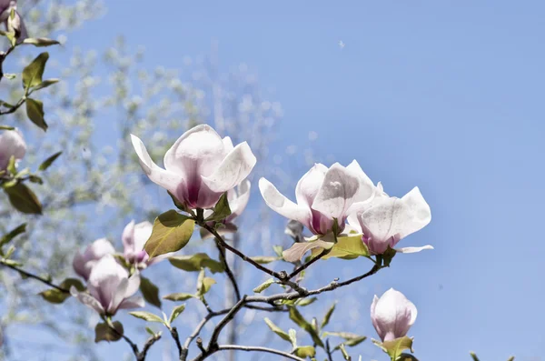 Schöne Blüten Eines Magnolienbaums Hoher Schlüssel — Stockfoto