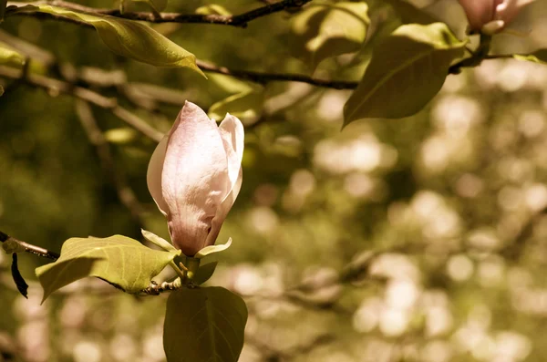 Schöne Retro Blüten Eines Magnolienbaums — Stockfoto