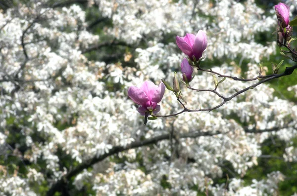 Belles Fleurs Arbre Magnolia Concentration Douce — Photo