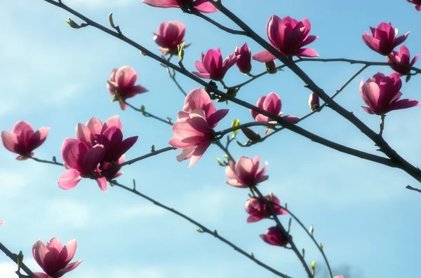 Schöne Blüten Eines Magnolienbaums Weicher Fokus — Stockfoto