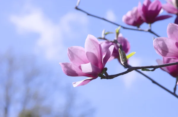 Schöne Blüten Eines Magnolienbaums Pastellton — Stockfoto