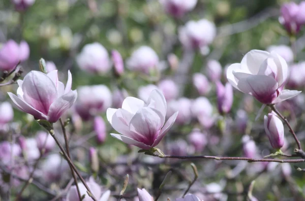 Schöne Blüten Eines Magnolienbaums — Stockfoto