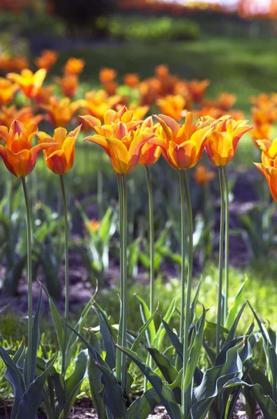 Jarní Pozadí Tulipány Nad Přirozené Pozadí — Stock fotografie