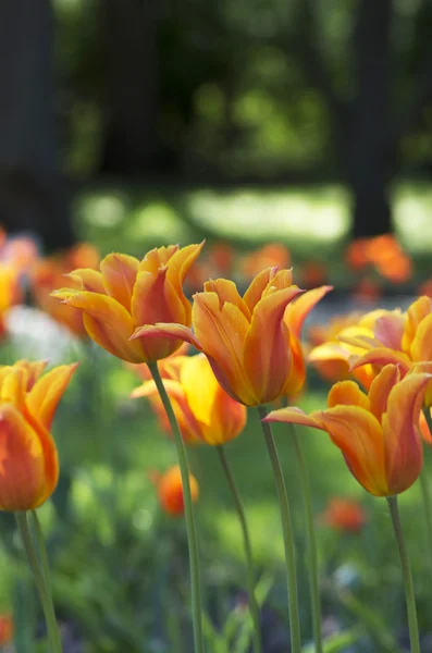 Våren Bakgrund Med Tulpaner Över Naturliga Bakgrund — Stockfoto