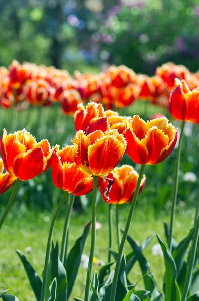 Jarní Pozadí Tulipány Nad Přirozené Pozadí — Stock fotografie