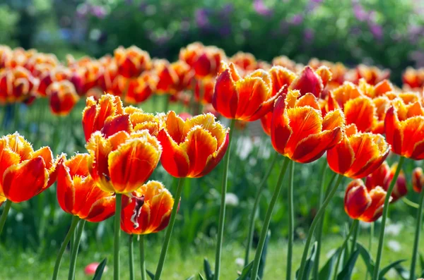 Spring Background Tulips Natural Background — Stock Photo, Image