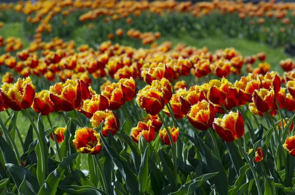 Fond Printanier Avec Tulipes Sur Fond Naturel — Photo