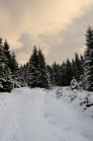 Árvores Abeto Sob Neve Floresta Montanha Inverno — Fotografia de Stock