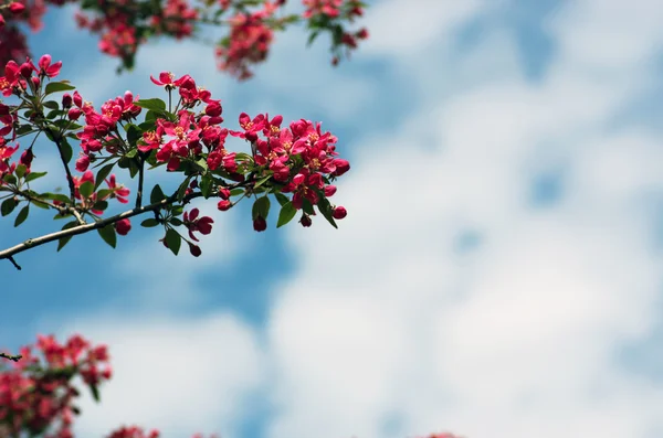 Schöne Blume Frühling Natürlicher Hintergrund — Stockfoto
